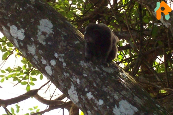 Descubra a História e a Beleza Natural da Ilha Anchieta em Ubatuba - SP