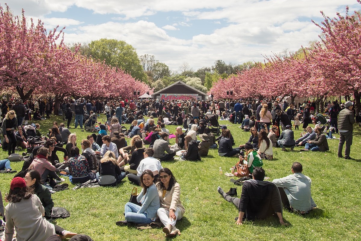 Está Chegando o Festival das Cerejeiras em São Roque - 27° Sakura Matsuri!