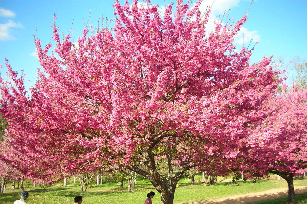 Está Chegando o Festival das Cerejeiras em São Roque - 27° Sakura Matsuri!