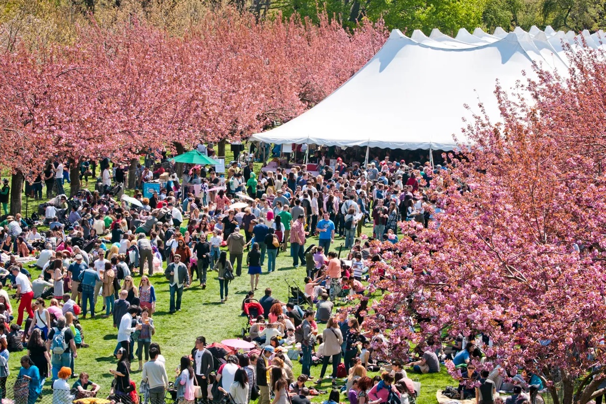 Está Chegando o Festival das Cerejeiras em São Roque - 27° Sakura Matsuri!