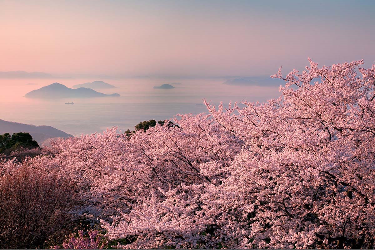 Está Chegando o Festival das Cerejeiras em São Roque - 27° Sakura Matsuri!
