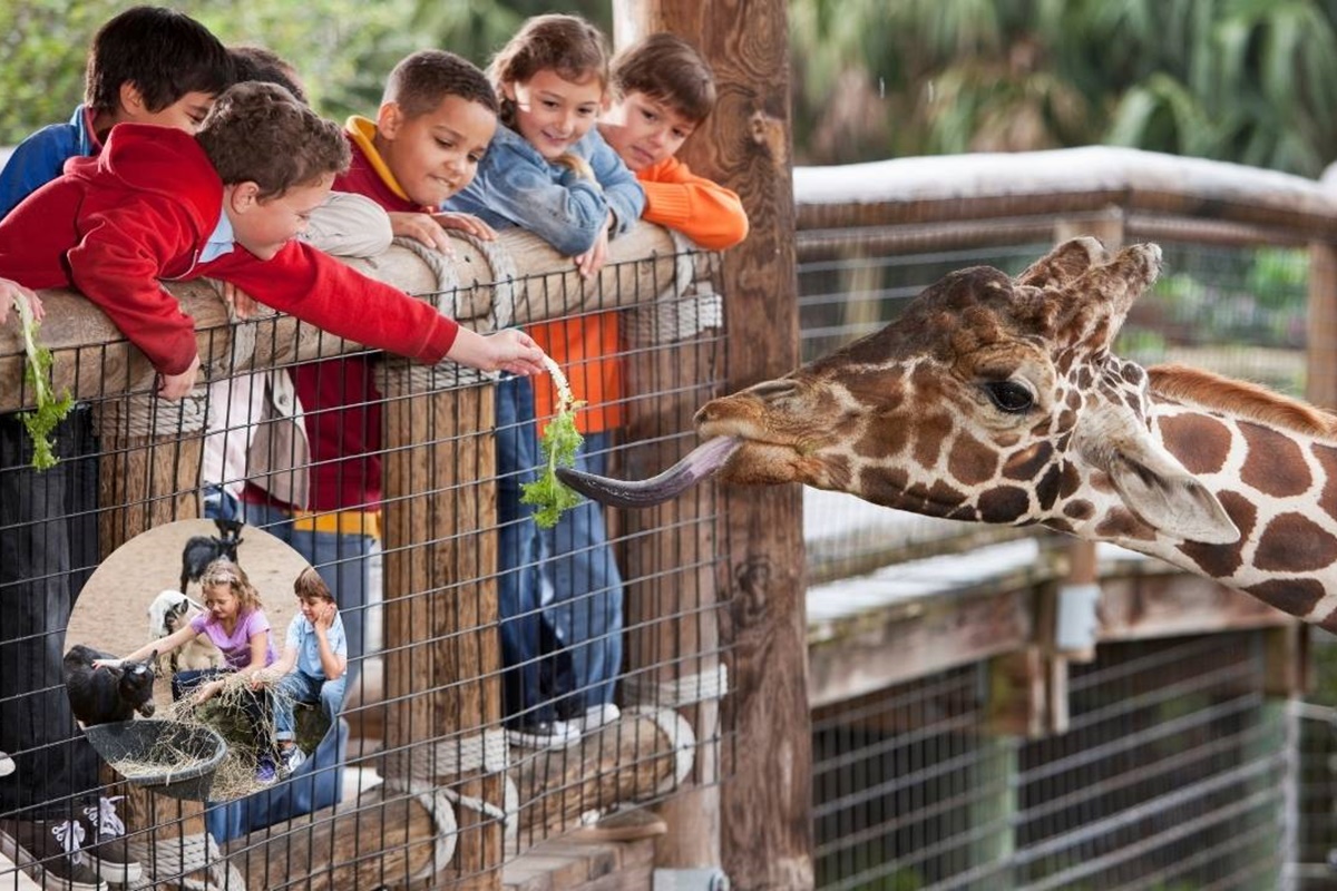 Zoológico de São Paulo: Guia completo com atrações, horários, preços e novidades