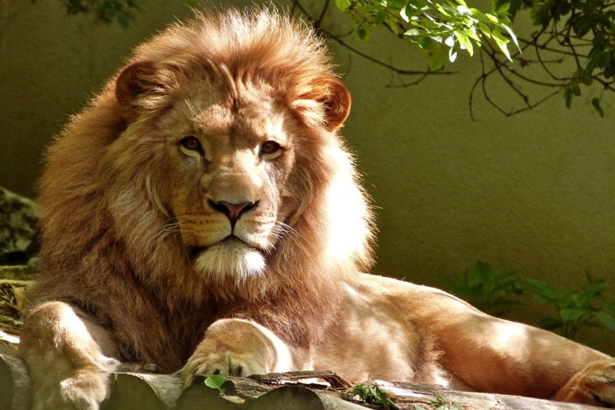 Zoológico de São Paulo: Guia completo com atrações, horários, preços e novidades