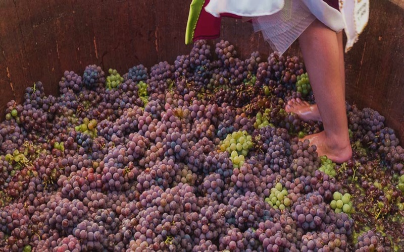 Conheça a historia da Festa da Uva de Jundiaí!