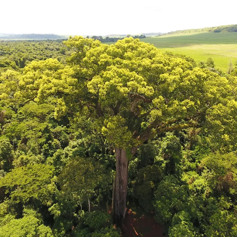 Conheça o maior Jequitibá-Rosa de São Paulo - a árvore mais antiga do país