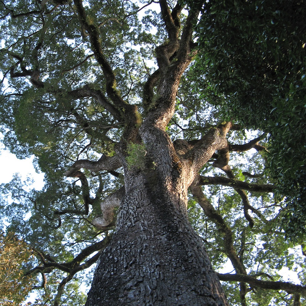 Conheça o maior Jequitibá-Rosa de São Paulo - a árvore mais antiga do país
