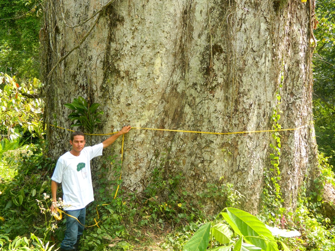 Conheça o maior Jequitibá-Rosa de São Paulo - a árvore mais antiga do país