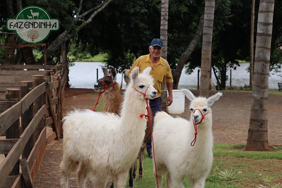 TOP 6 zoológicos para levar as crianças no interior de SP