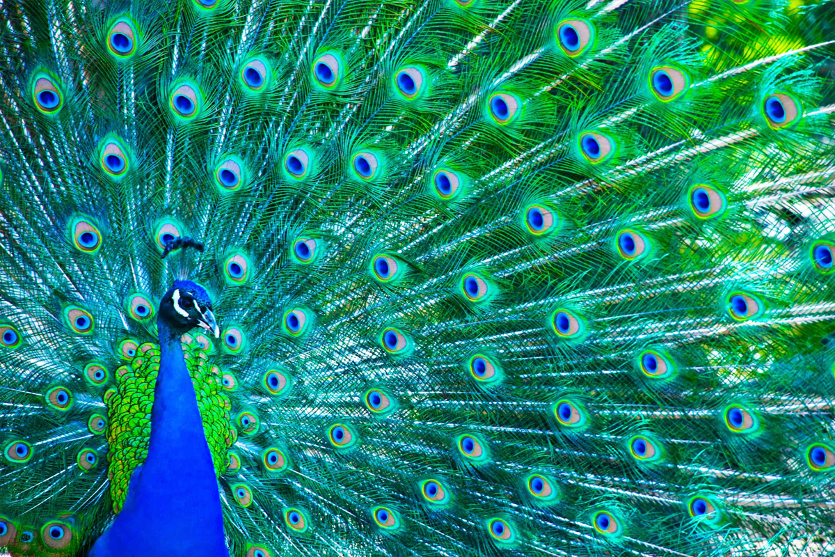 TOP 6 zoológicos para levar as crianças no interior de SP