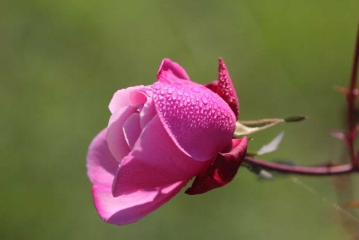 Conheça o Instituto Terra Luminous, um refúgio natural impressionante