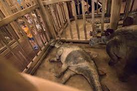 Onde Fica A Réplica Da Arca de Noé?