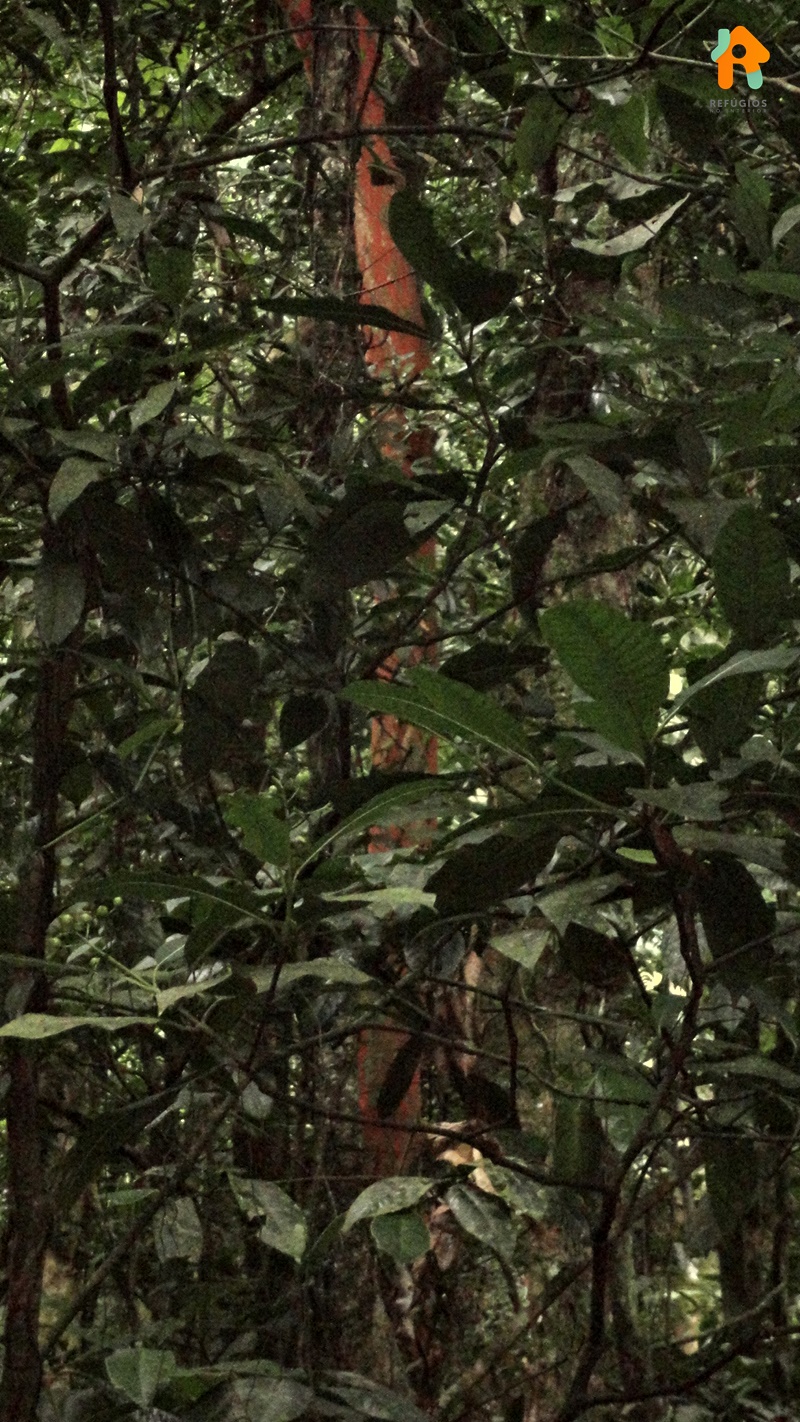 Cachoeira do Gato e Praia Castelhanos em Ilhabela