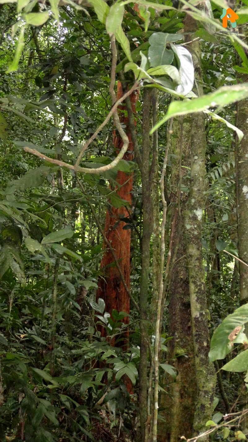 Cachoeira do Gato e Praia Castelhanos em Ilhabela