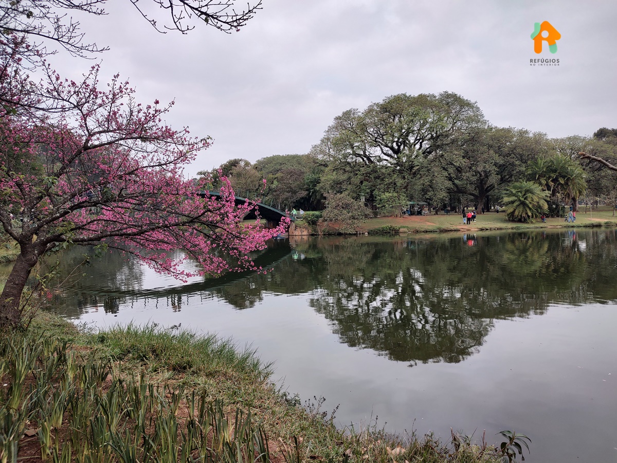 Parque Ibirapuera e Museu de Arte Moderna um Passeio de Domingo
