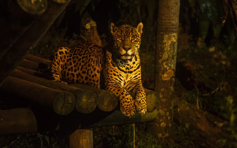 Aproveite as férias com a criançada em uma Noite Animal pelo Zoológico de SP!