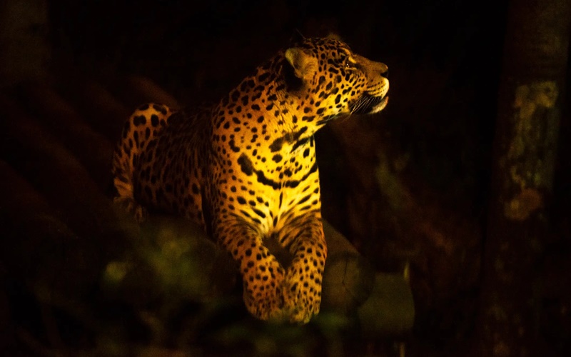 Aproveite as férias com a criançada em uma Noite Animal pelo Zoológico de SP!