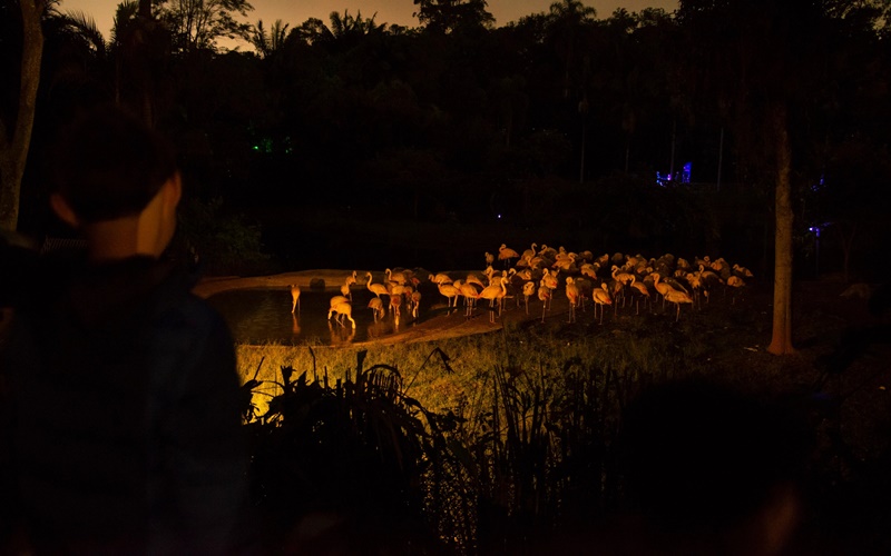 Aproveite as férias com a criançada em uma Noite Animal pelo Zoológico de SP!