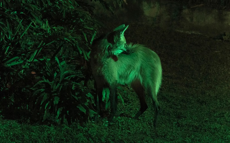 Aproveite as férias com a criançada em uma Noite Animal pelo Zoológico de SP!