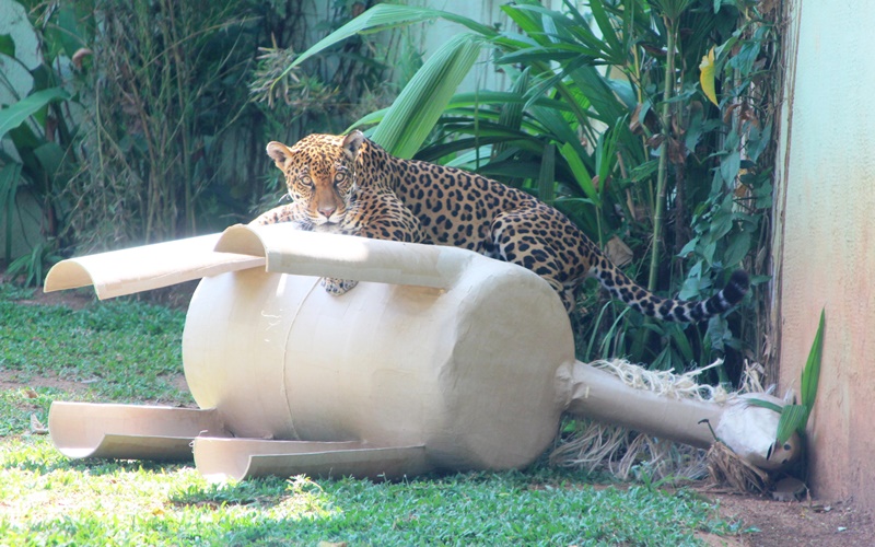 Aproveite as férias com a criançada em uma Noite Animal pelo Zoológico de SP!