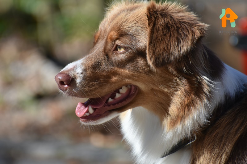 Lugares Pet Friendly no Interior e Capital de SP