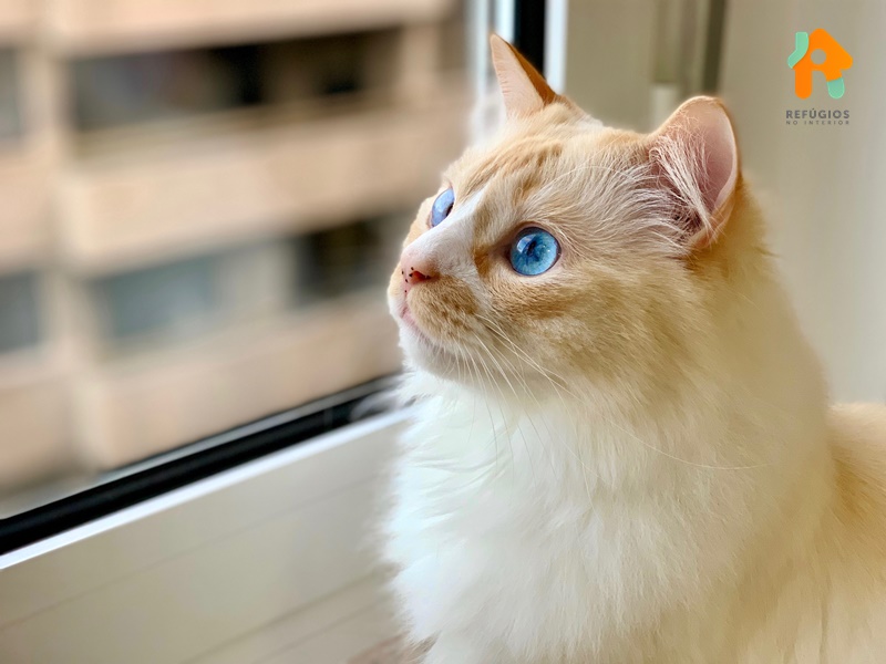 Lugares Pet Friendly no Interior e Capital de SP