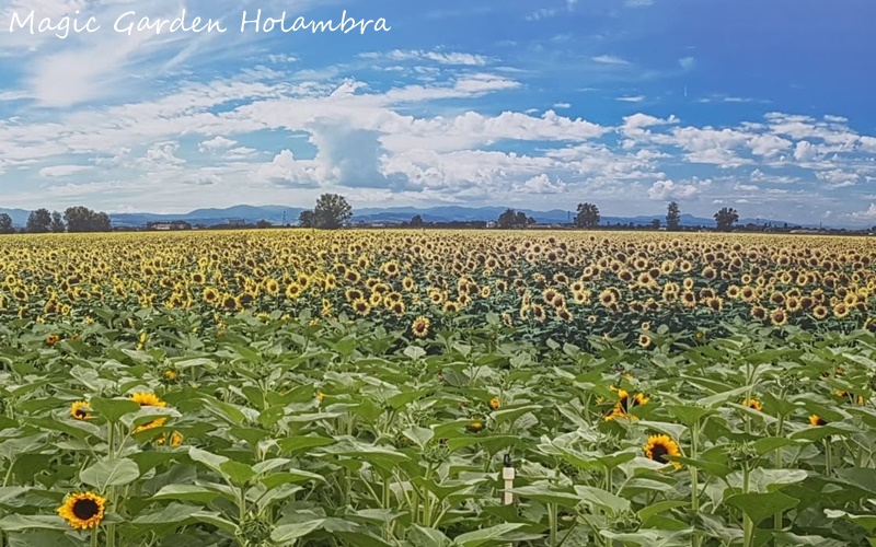 Está chegando a 39ª Expoflora Holambra 2022!