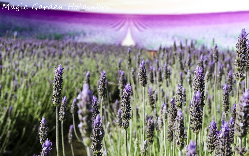 Está chegando a 39ª Expoflora Holambra 2022!