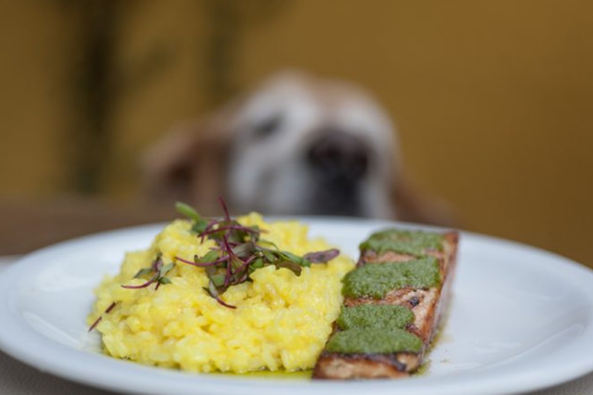 Lugares para levar seu pet nas férias em SP e Interior