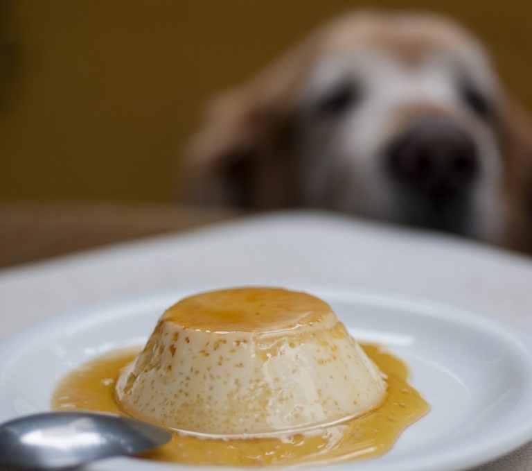 Lugares para levar seu pet nas férias em SP e Interior