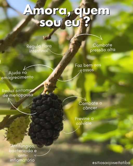 Venha Desfrutar o Prazer de Colher Amoras no Interior de SP