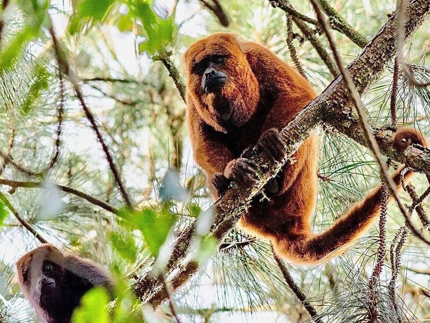 Descubra As Belezas de São José do Barreiro Aos Pés da Serra da Bocaina