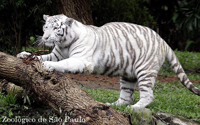 13 lugares para explorar em São Paulo em 2023!