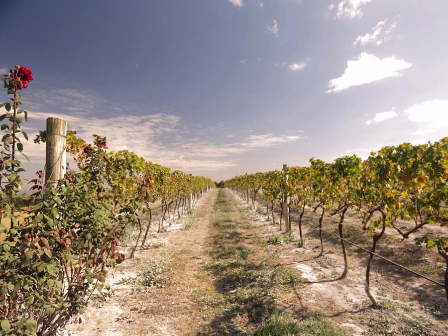 Conheça a Vinícola Guaspari em Espirito Santo do Pinhal