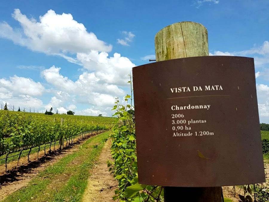 Conheça a Vinícola Guaspari em Espirito Santo do Pinhal