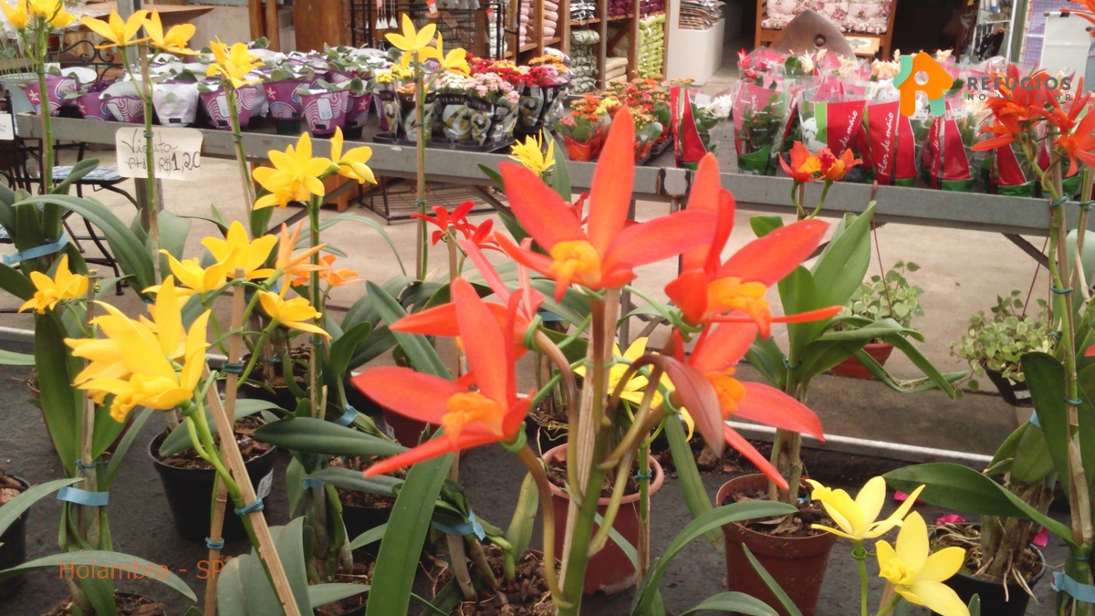 O Que Fazer Na Rota Turística Águas e Flores Paulistas