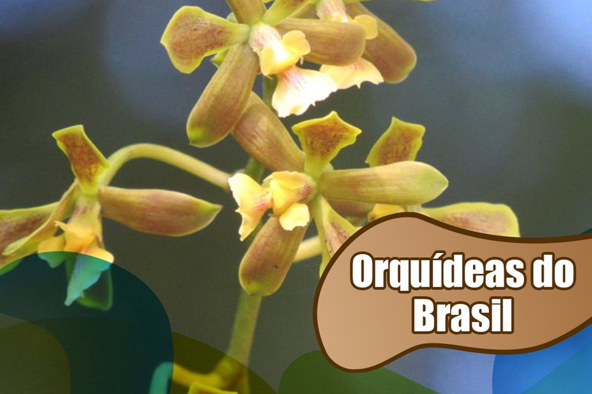 Animalia Park em Cotia: Diversão Para Toda a Familia