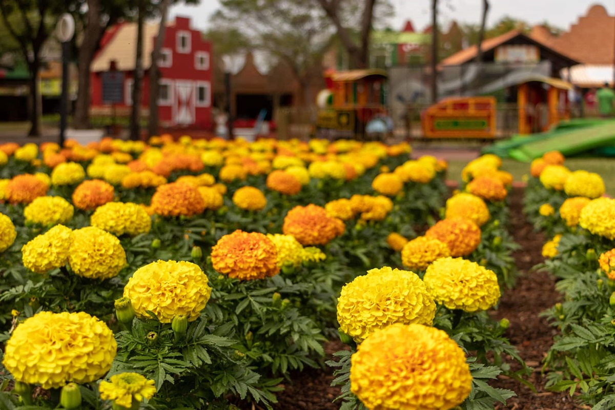 Expoflora Holambra 2023: O Maior Festival das Flores da América Latina