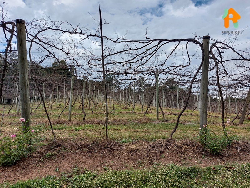 Descubra o sabor do Enoturismo no interior de São Paulo!