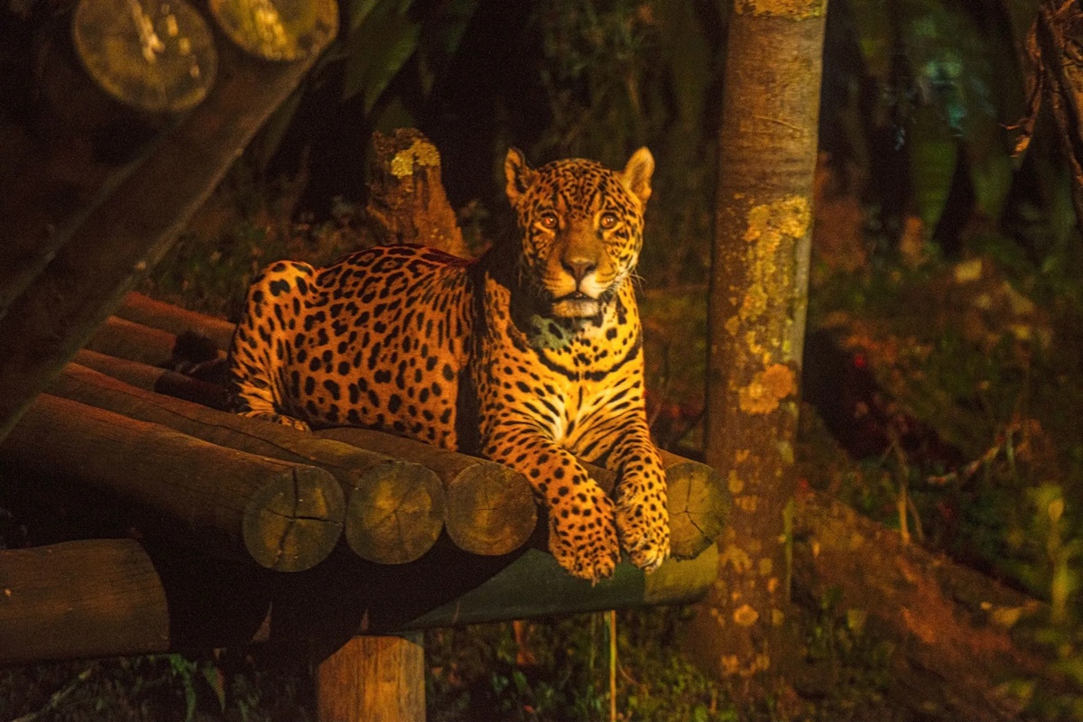 Descubra o Zoológico de São Paulo: diversão garantida para crianças e adultos!