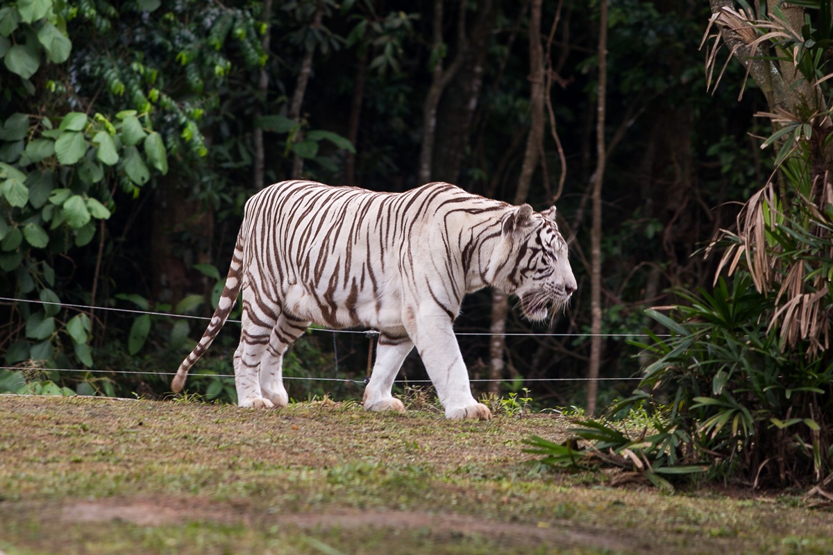 Descubra o Zoológico de São Paulo: diversão garantida para crianças e adultos!