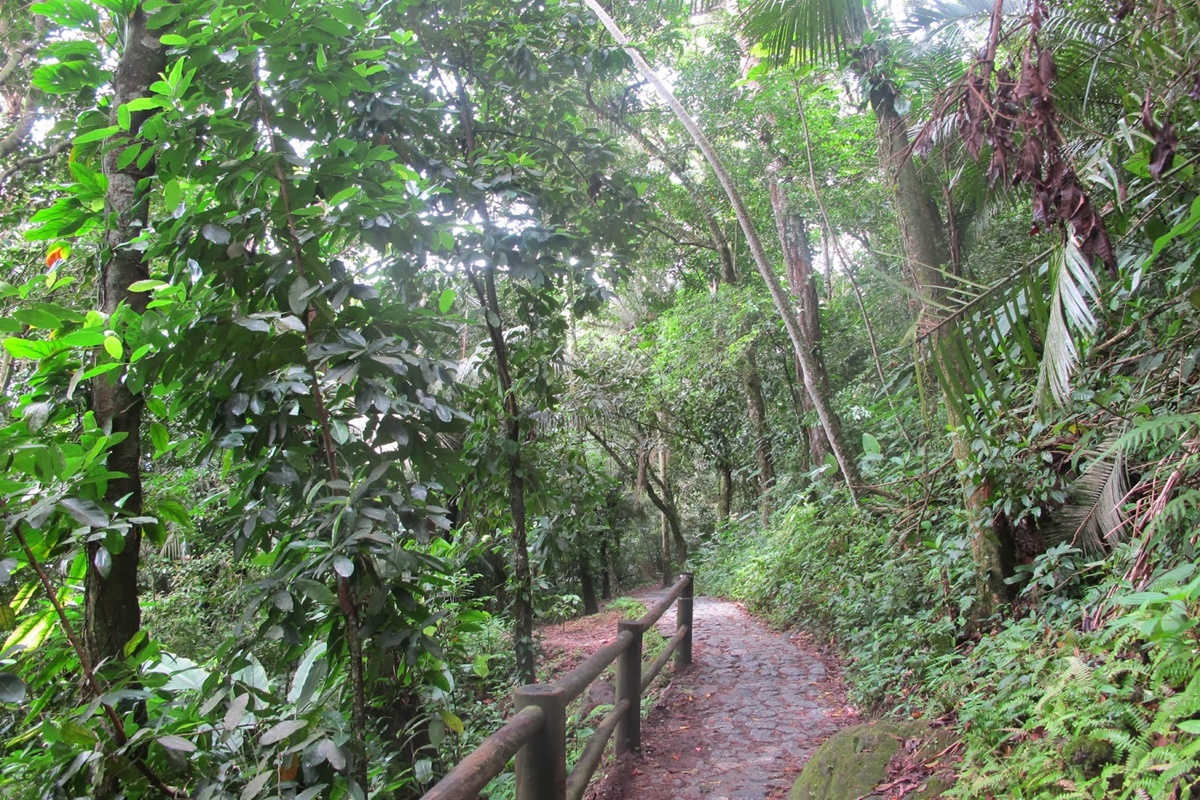 Trilha da Prainha Branca em Guarujá