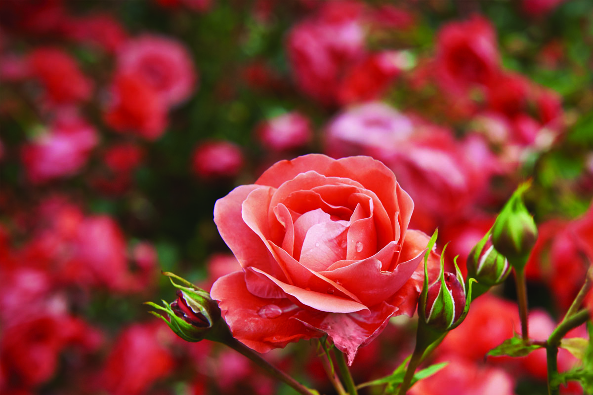 Pousada Estalagem das Rosas - Ibiúna - SP