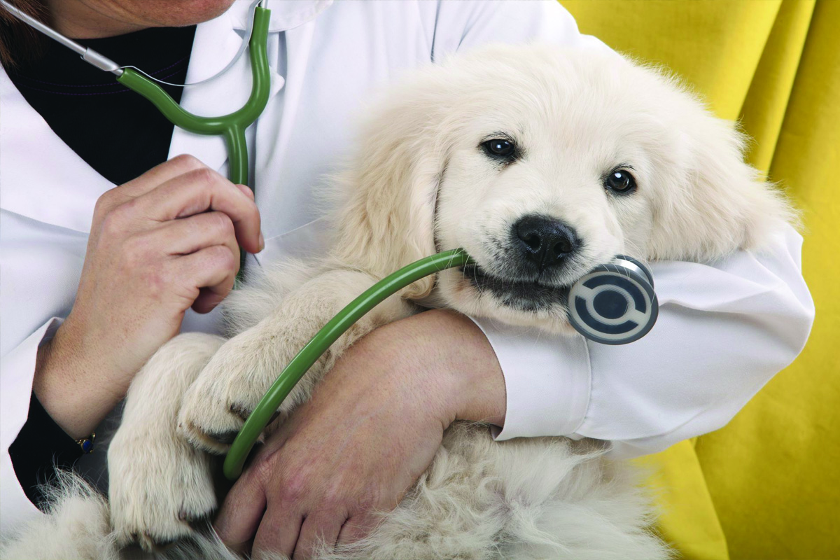 Hospital Veterinário Pet Planet 24h Piracicaba - SP