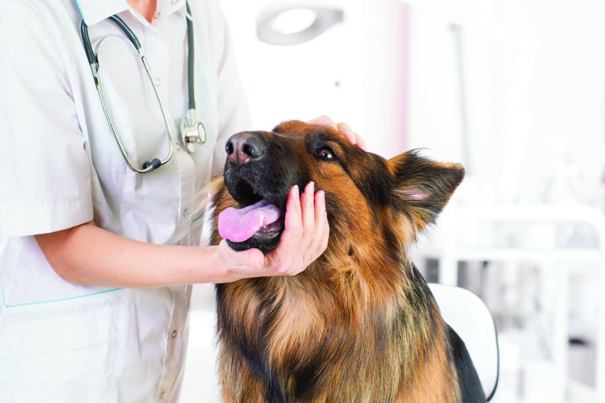 Hospital Veterinário São Pedro 24h - SP