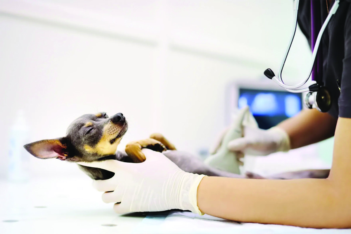 Ágape Clínica Veterinária 24h Tatuí - SP