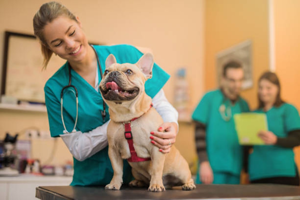 Clínicas Veterinárias em Americana - SP