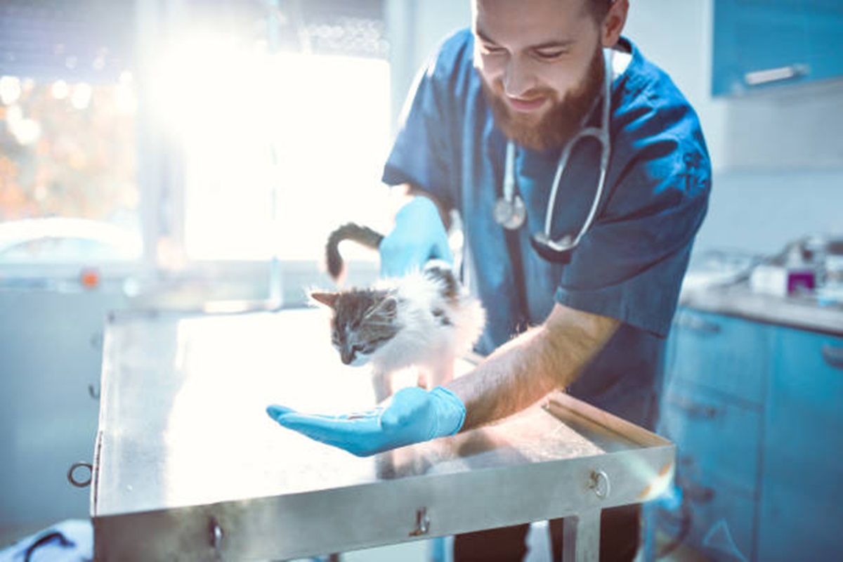 Clínicas Veterinárias em Boituva - SP