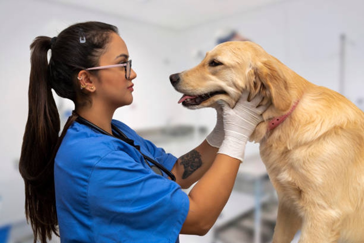 Clínicas Veterinárias em Cubatão - SP