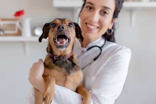 Clínicas Veterinárias em Araçoiaba da Serra - SP