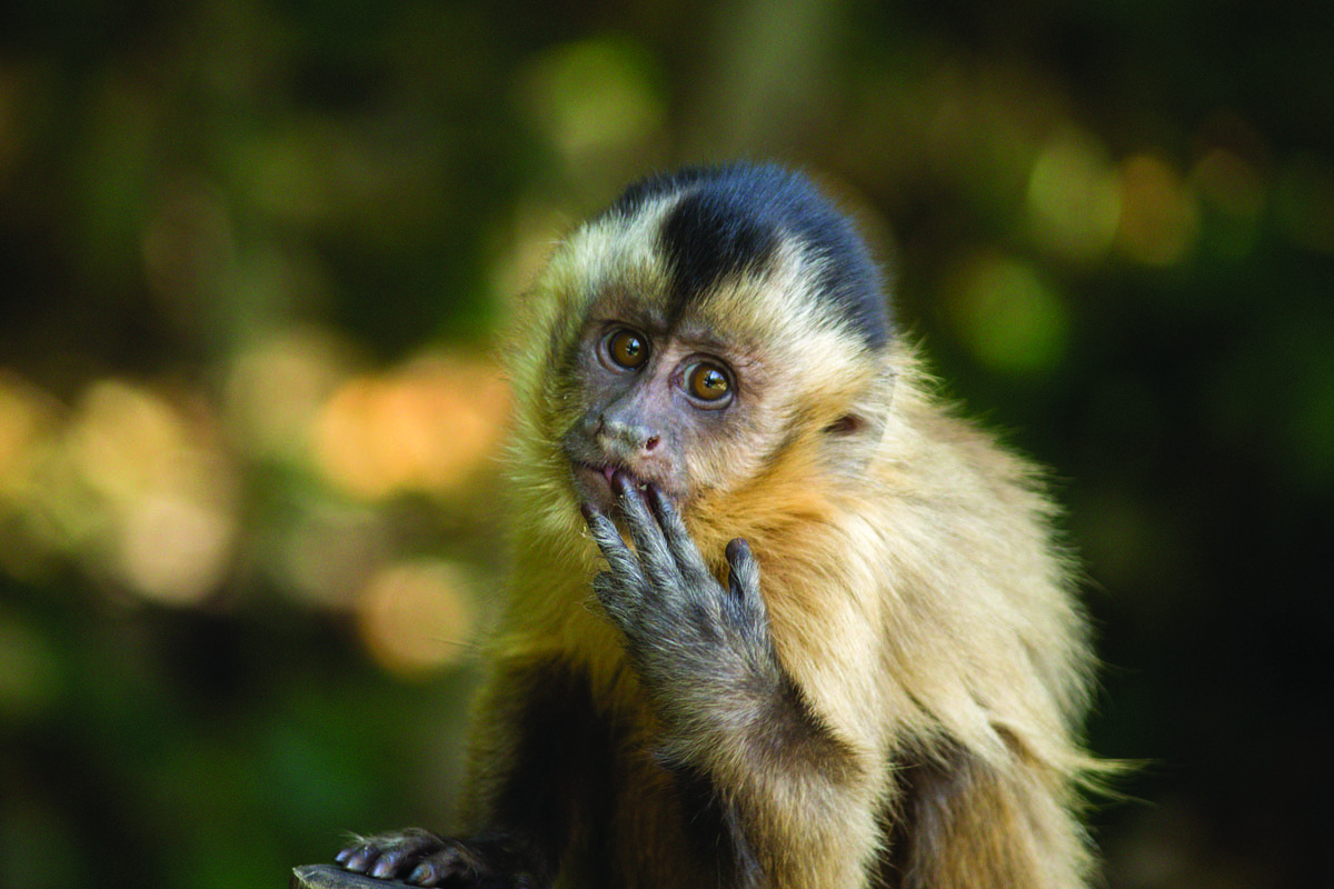 Lago dos Macaquinhos - Serra Negra